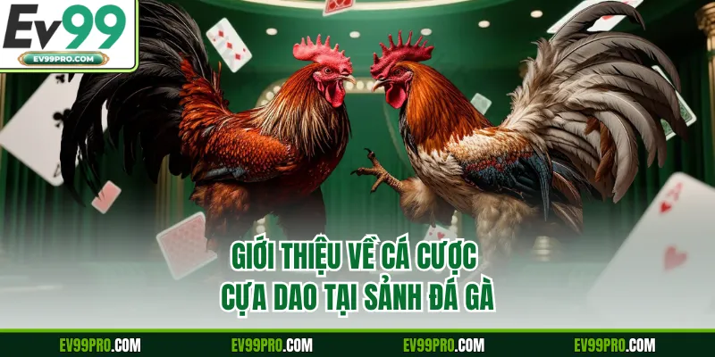 Giới thiệu về cá cược cựa dao tại sảnh đá gà