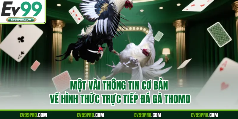 Một vài thông tin cơ bản về hình thức trực tiếp đá gà Thomo